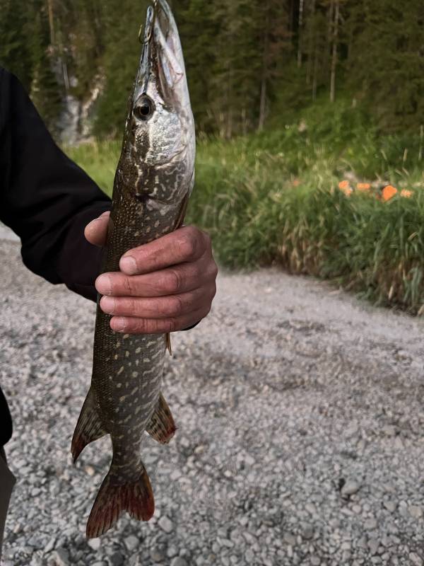 Рыболовный отчет по рыбе: Щука