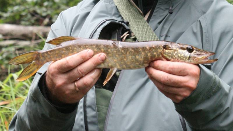 Рыболовный отчет по рыбе: Щука
