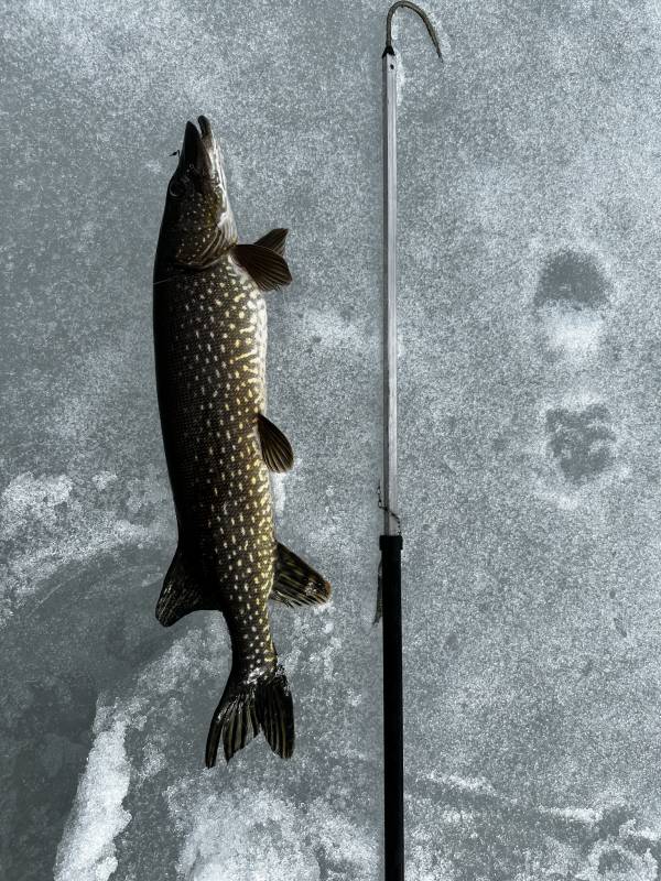 Рыболовный отчет по рыбе: Щука