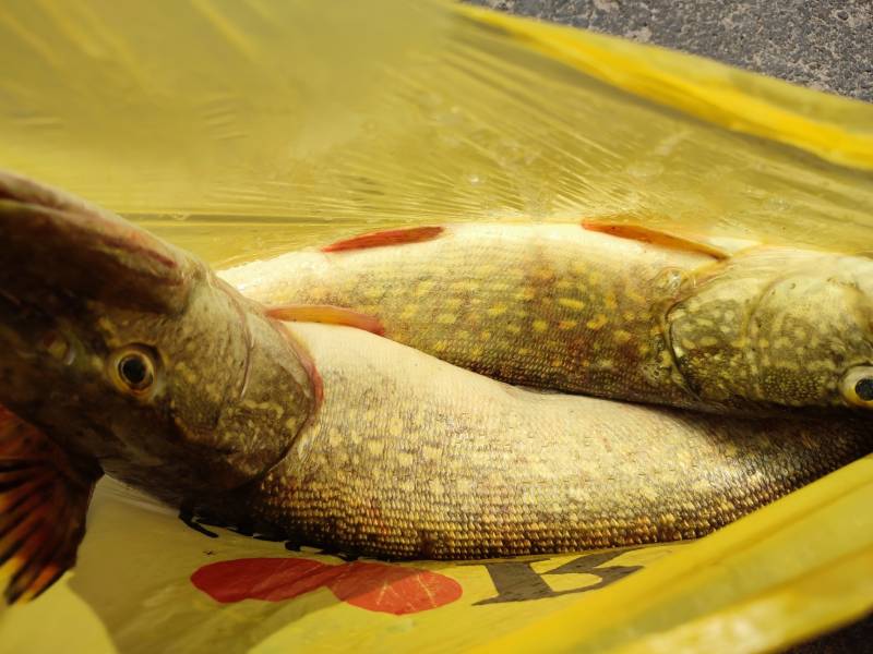 Рыболовный отчет по рыбе: Щука