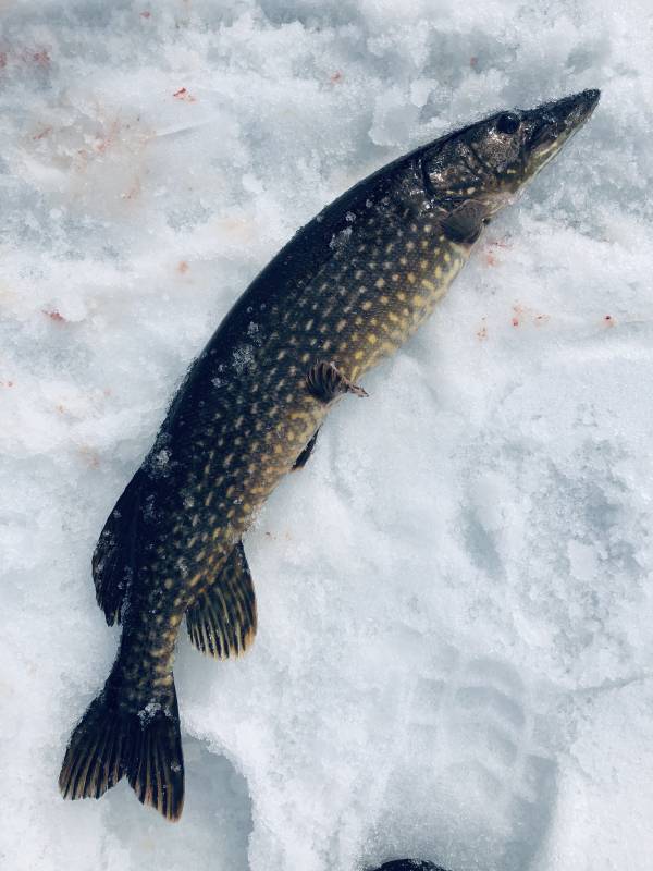 Рыболовный отчет по рыбе: Щука