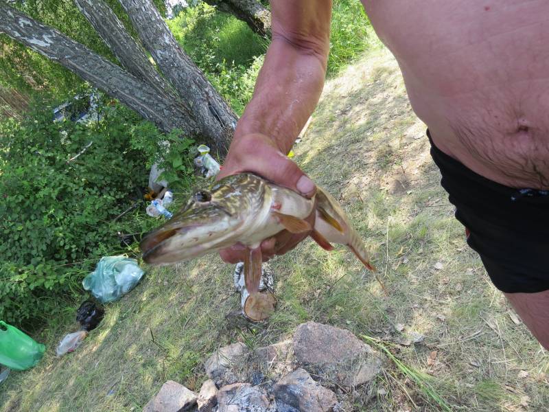 Рыболовный отчет по рыбе: Щука