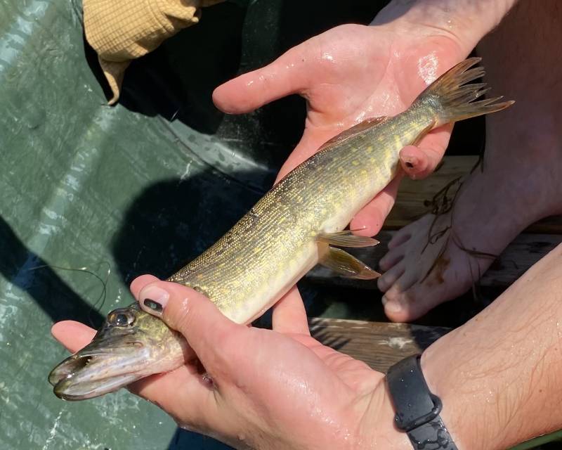 Рыболовный отчет по рыбе: Щука