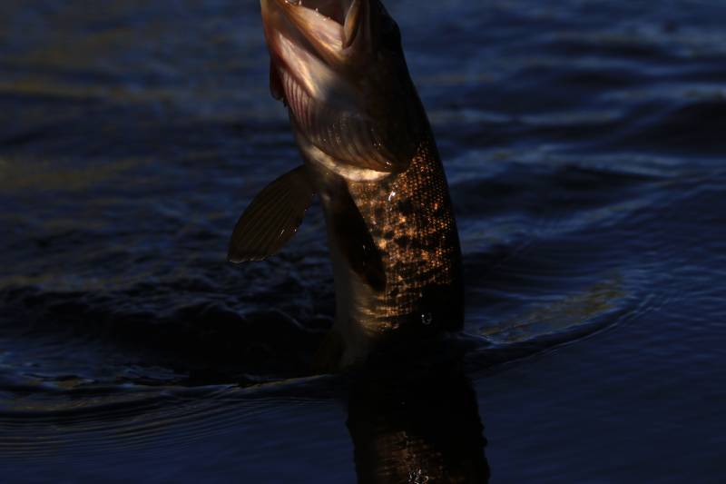 Рыболовный отчет по рыбе: Щука