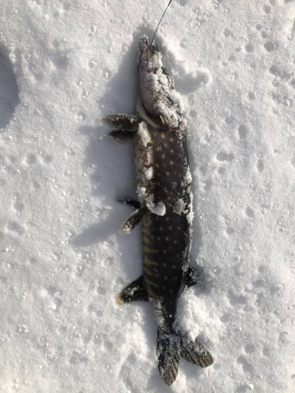 Рыболовный отчет по рыбе: Щука