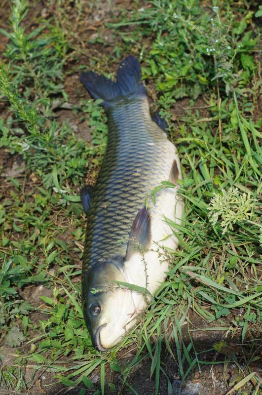 Рыболовный отчет по рыбе: Амур Белый