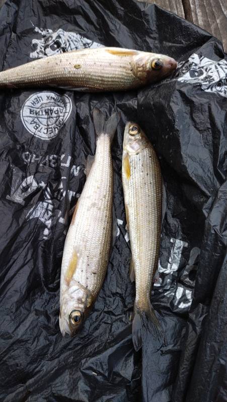 Рыболовный отчет по рыбе: Хариус