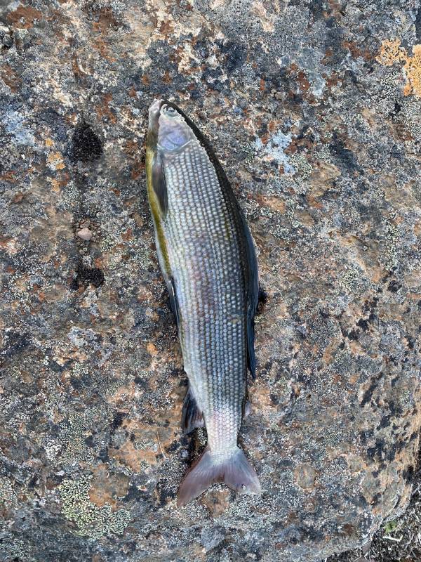 Рыболовный отчет по рыбе: Хариус