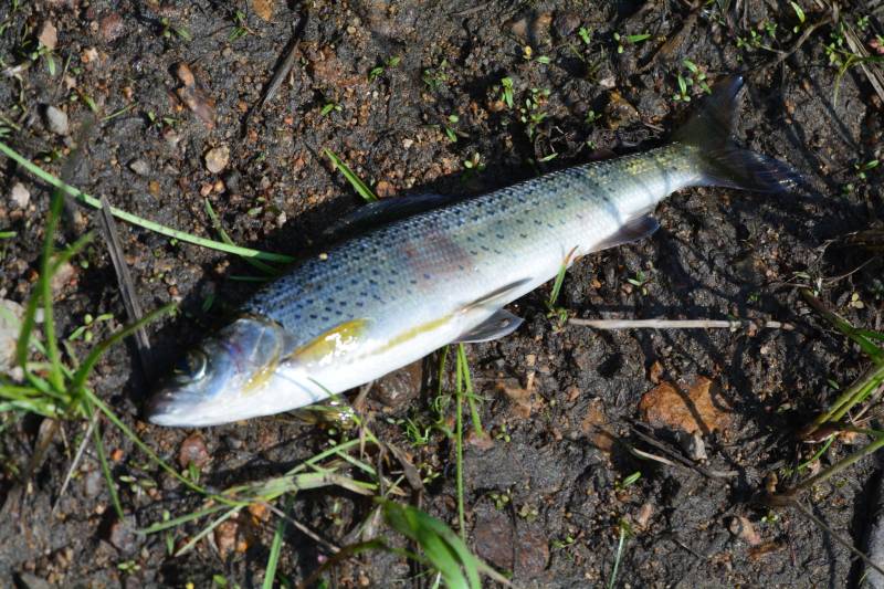 Рыболовный отчет по рыбе: Хариус