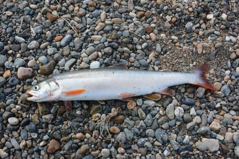 Рыболовный отчет по рыбе: Голец арктический