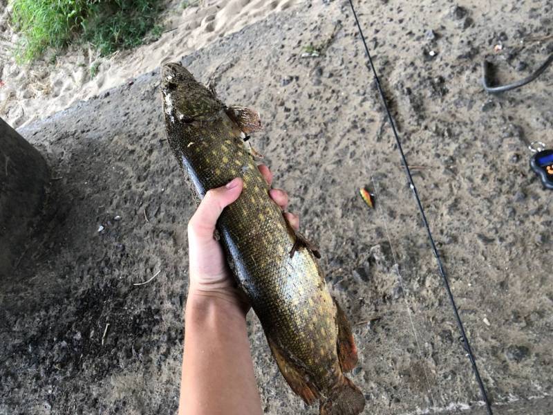 Фотоотчет рыбалки - Брянская область