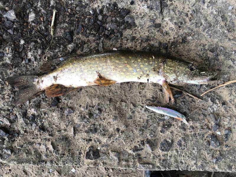 Фотоотчет рыбалки - Брянская область