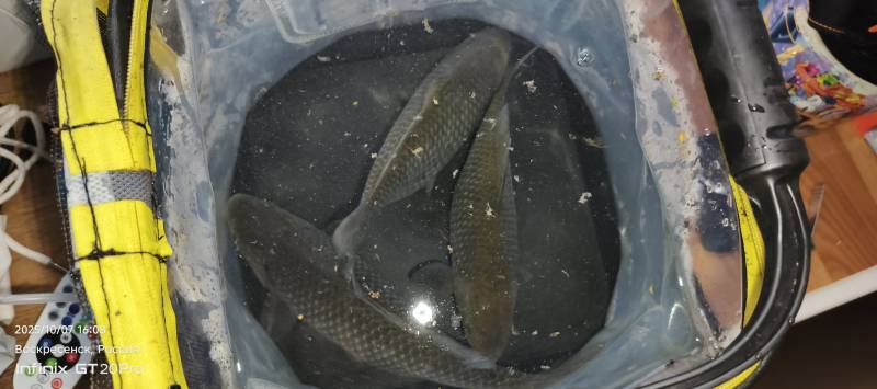 Рыболовный отчет по рыбе: Карась