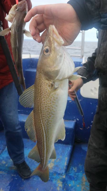 Рыболовный отчет по рыбе: Треска