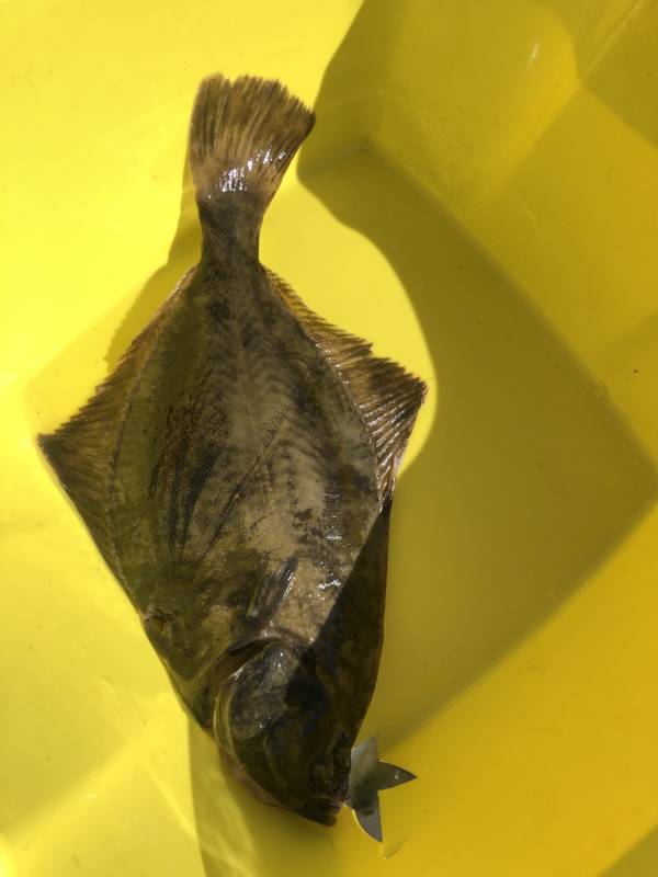 Рыболовный отчет по рыбе: Камбала