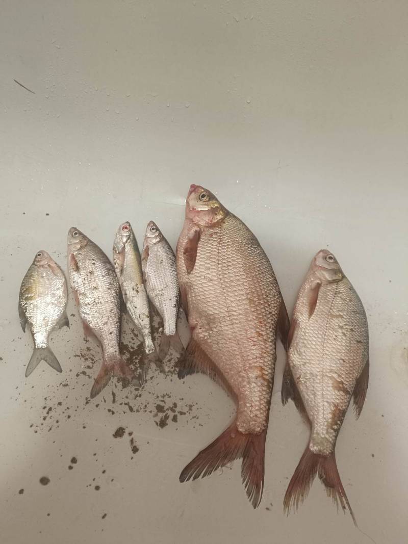 Фотоотчет рыбалки - Кубань