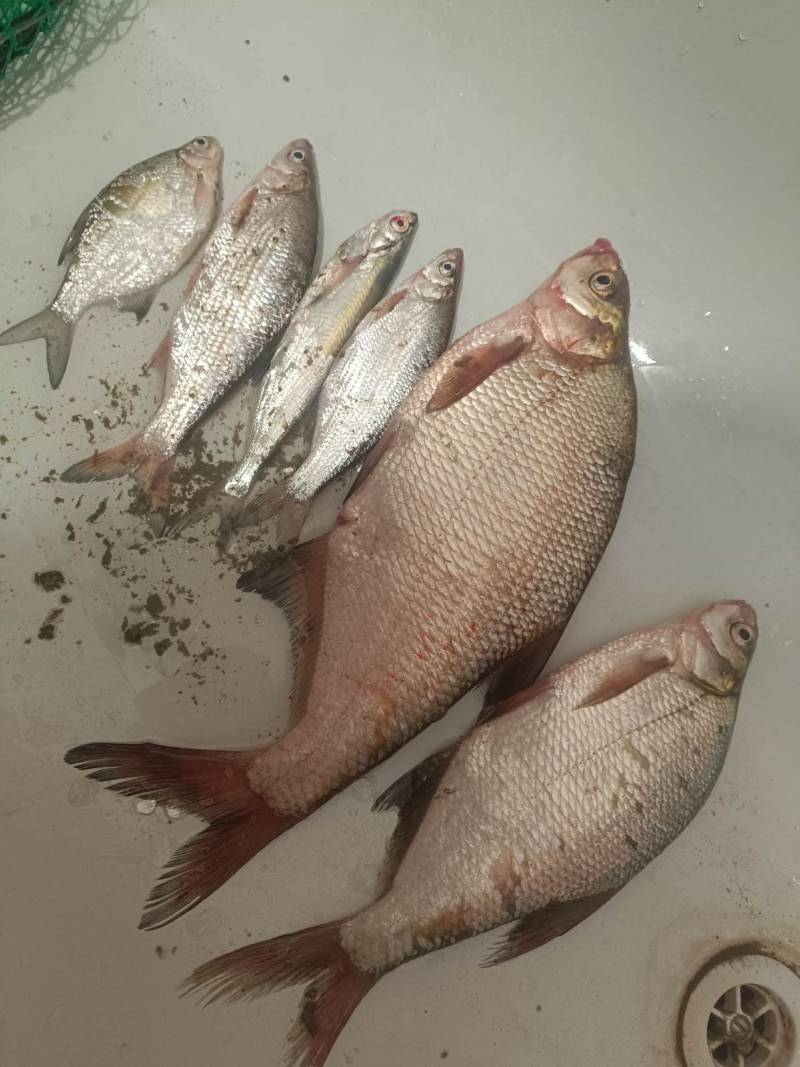 Фотоотчет рыбалки - Кубань