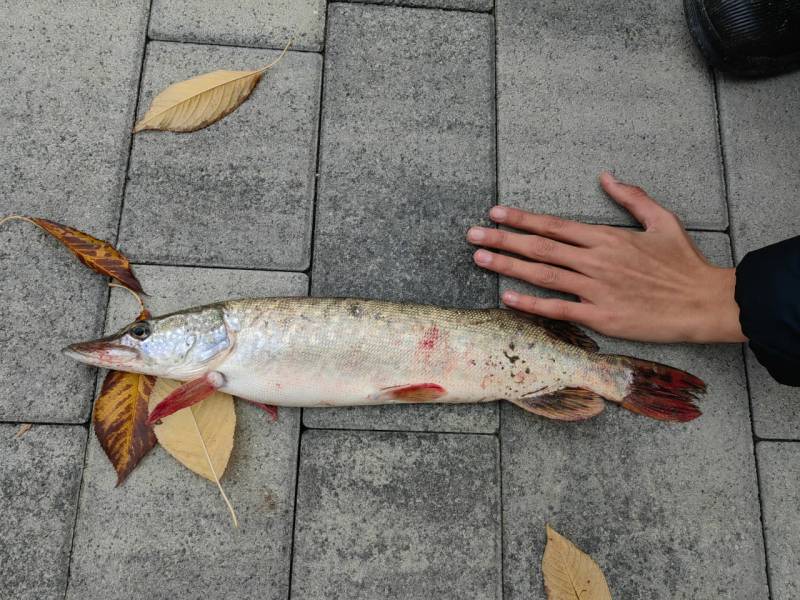 Рыболовный отчет по рыбе: Щука