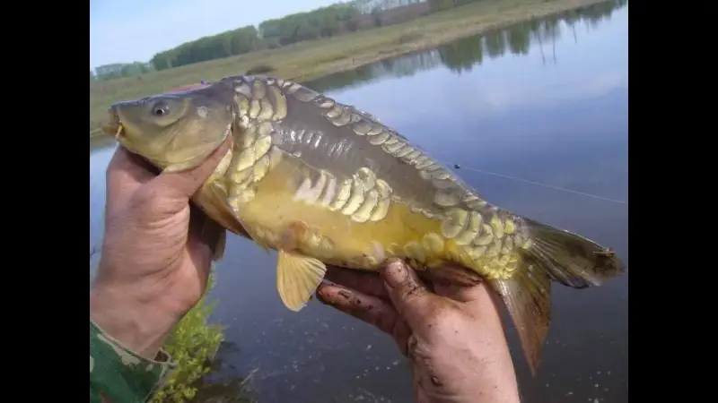 Рыболовный отчет по рыбе: Карп