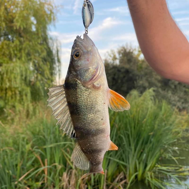 Рыболовный отчет по рыбе: Окунь