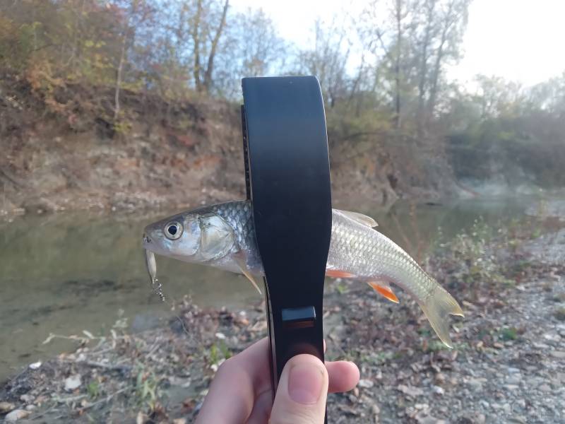 Рыболовный отчет по рыбе: Голавль