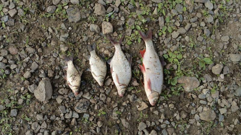 Рыболовный отчет по рыбе: Лещ, Карась, Язь