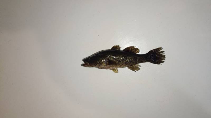 Фотоотчет рыбалки - Тюменская область