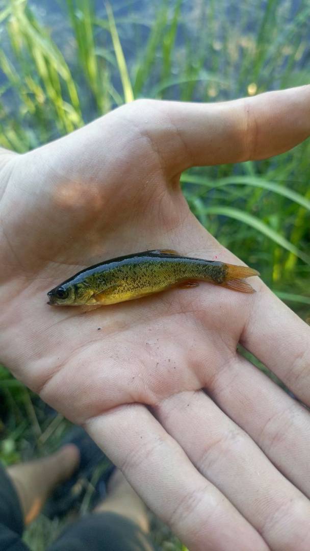 Рыболовный отчет по рыбе: Гольян