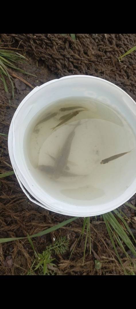 Рыболовный отчет по рыбе: Карась, Ротан, Гольян