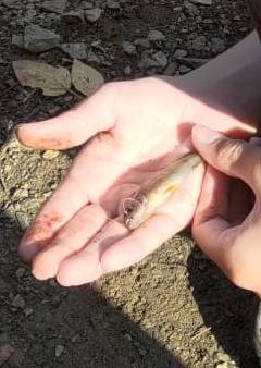 Рыболовный отчет по рыбе: Окунь