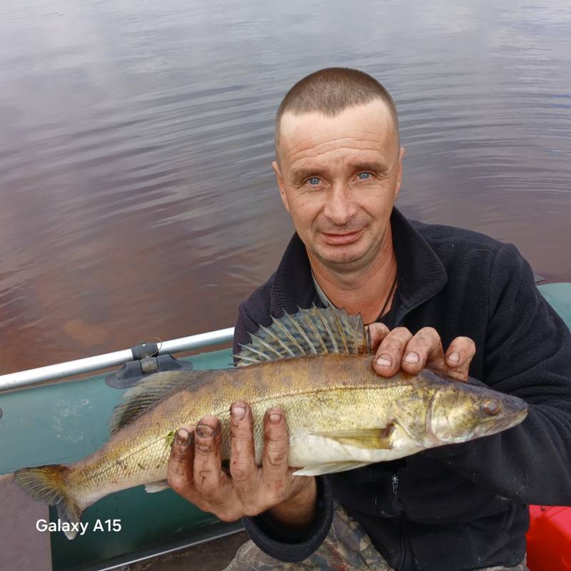 Рыболовный отчет по рыбе: Судак