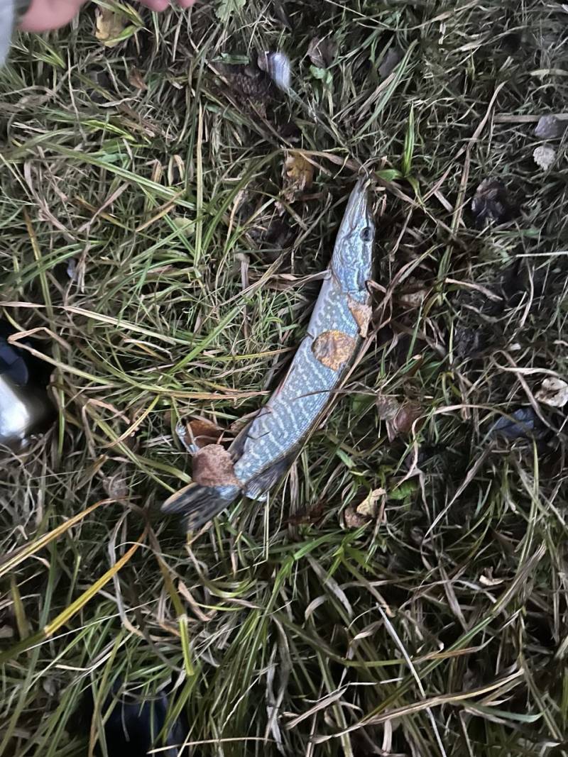 Рыболовный отчет по рыбе: Щука