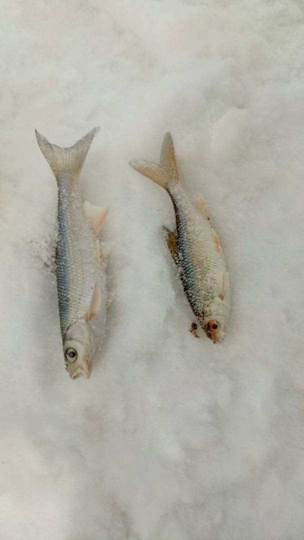 Рыболовный отчет по рыбе: Плотва, Елец