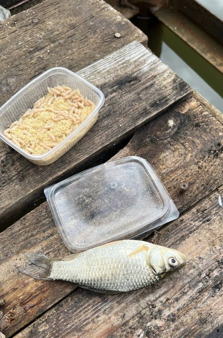 Рыболовный отчет по рыбе: Карась