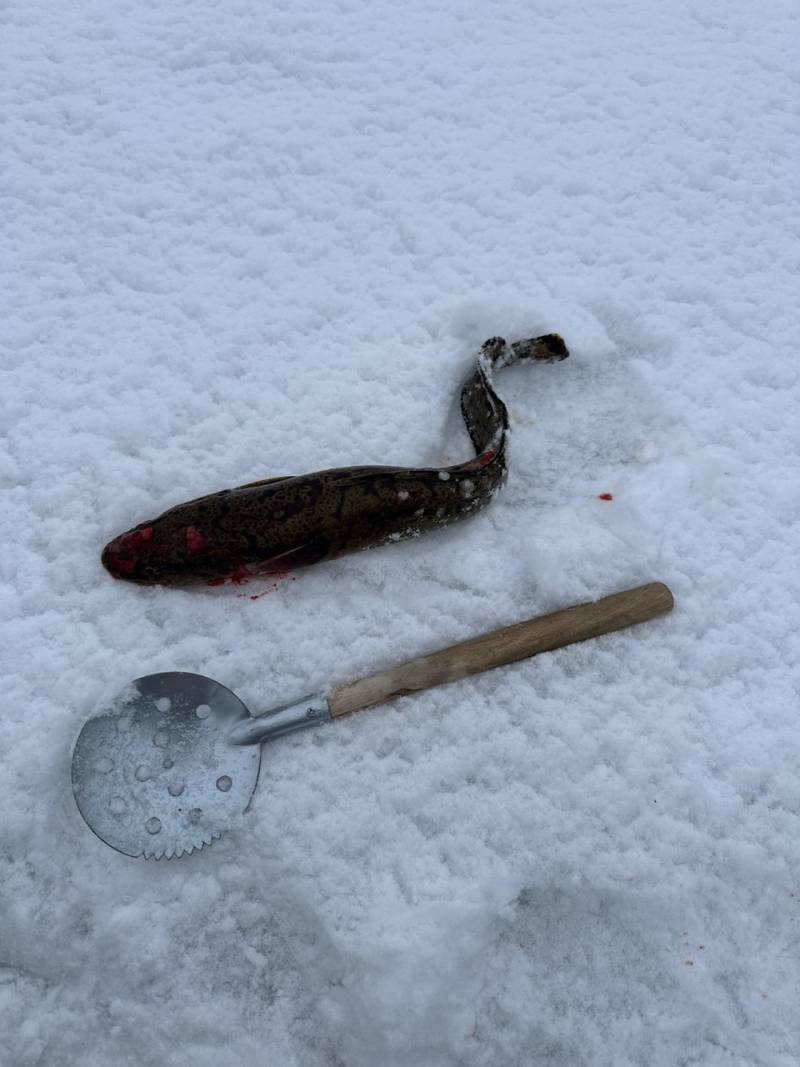 Рыболовный отчет по рыбе: Налим