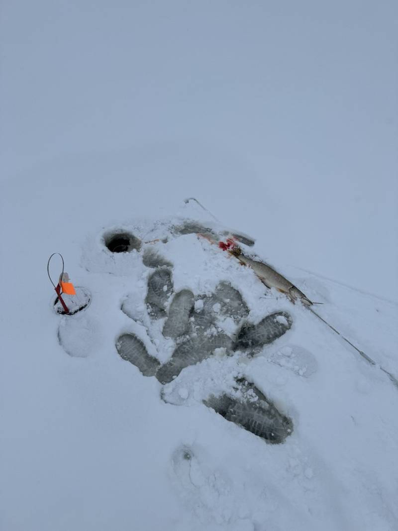 Рыболовный отчет по рыбе: Щука