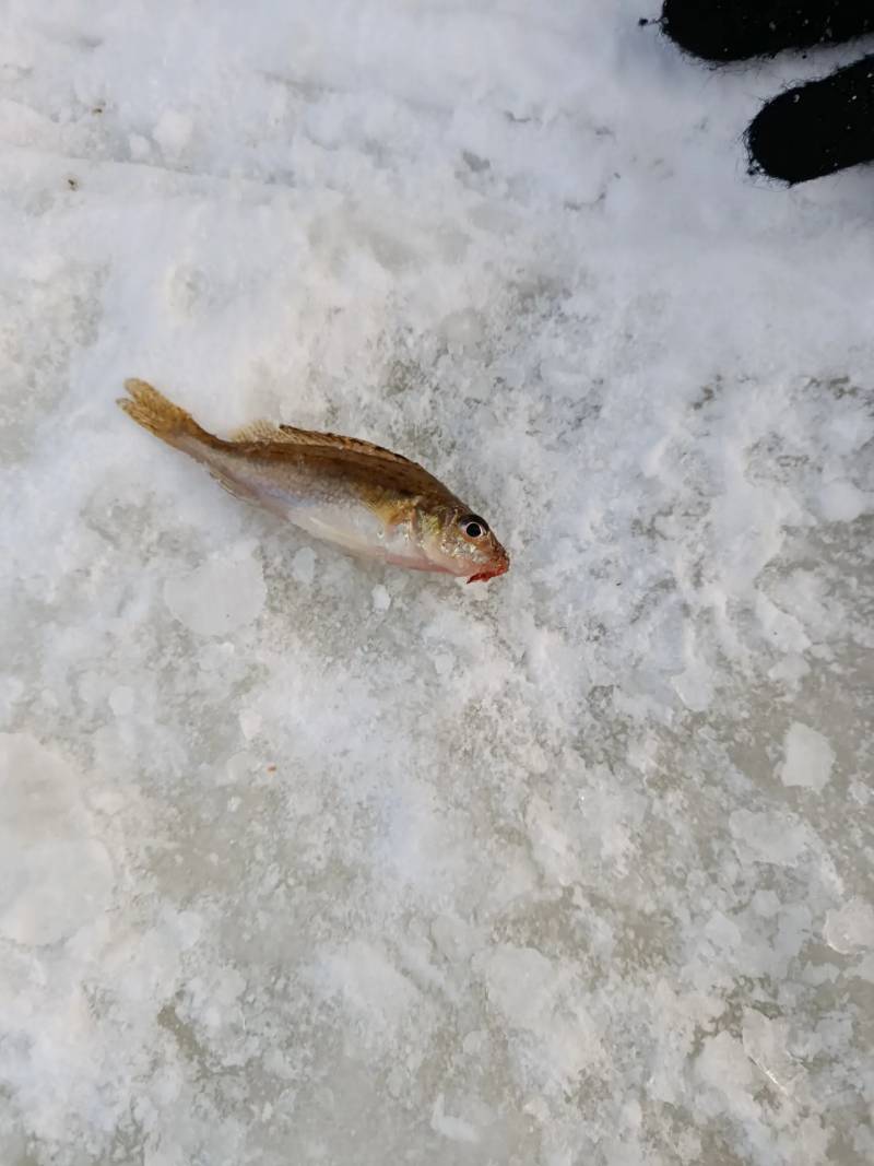 Рыболовный отчет по рыбе: Ерш