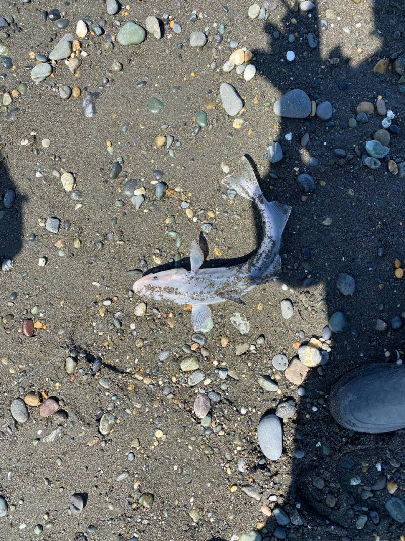 Рыболовный отчет по рыбе: Навага