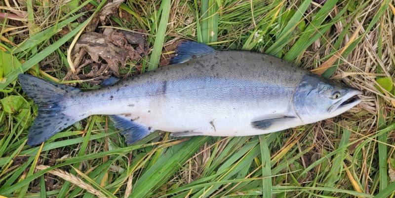 Рыболовный отчет по рыбе: Горбуша