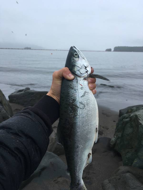 Рыболовный отчет по рыбе: Горбуша