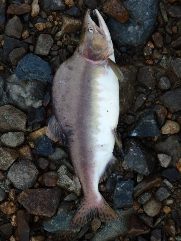 Рыболовный отчет по рыбе: Горбуша