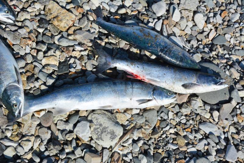 Рыболовный отчет по рыбе: Горбуша