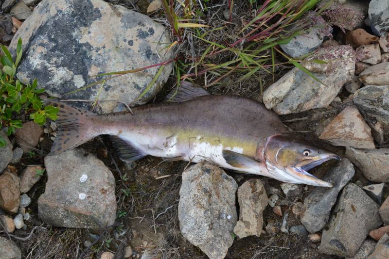 Рыболовный отчет по рыбе: Горбуша