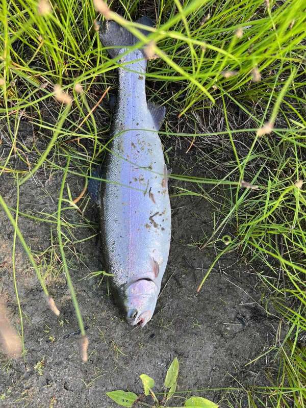 Рыболовный отчет по рыбе: Форель радужная