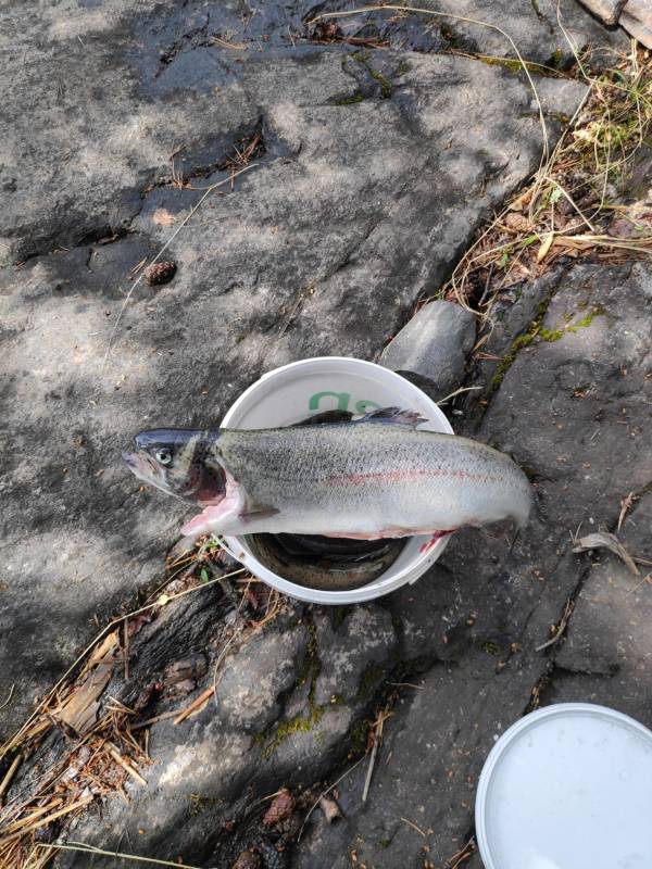 Рыболовный отчет по рыбе: Форель радужная