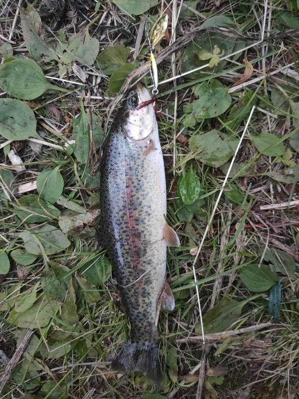 Рыболовный отчет по рыбе: Форель радужная