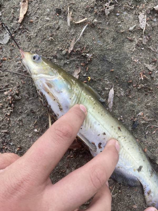 Рыболовный отчет по рыбе: Сом канальный