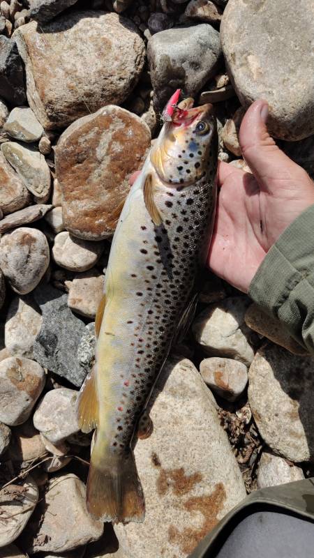 Рыболовный отчет по рыбе: Форель ручьевая