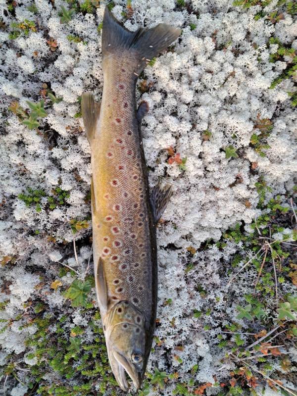 Рыболовный отчет по рыбе: Форель ручьевая