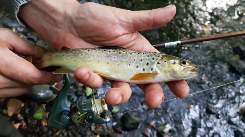 Рыболовный отчет по рыбе: Форель ручьевая